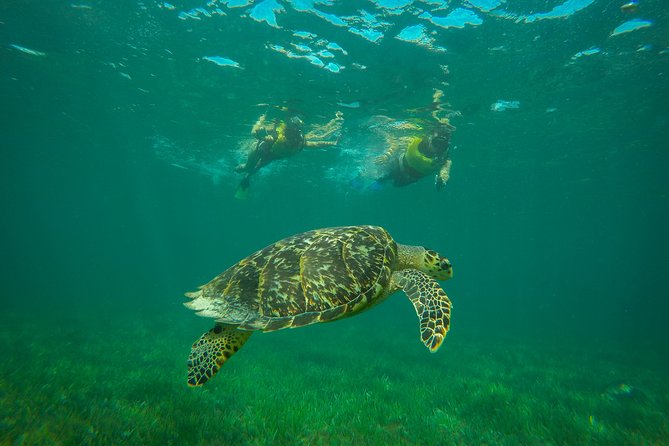 Cancun Adventure: Reef Snorkeling & Parasailing Experience - Who should book this Cancun outing?