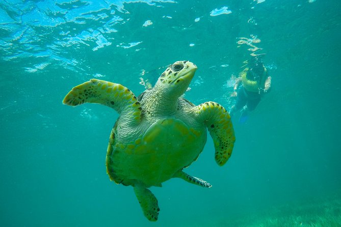 Cancun Adventure: Reef Snorkeling & Parasailing Experience - Should you book it?