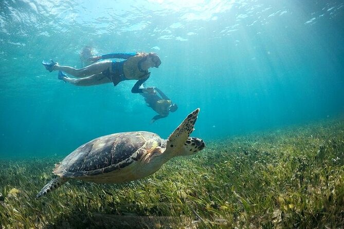 Cancun Combo Adventure: 4 Reef Snorkeling Stops & Parasailing - Should you book it?