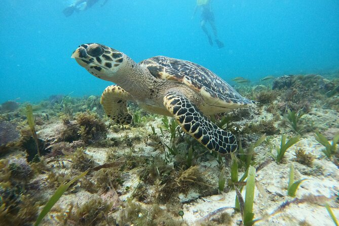 Cancun Fly and Swim Parasailing and Snorkeling Combo Tour - The shipwreck stop adds a rougher edge