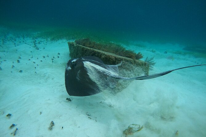 Cancun Fly and Swim Parasailing and Snorkeling Combo Tour - Coral reef and grassy seabed