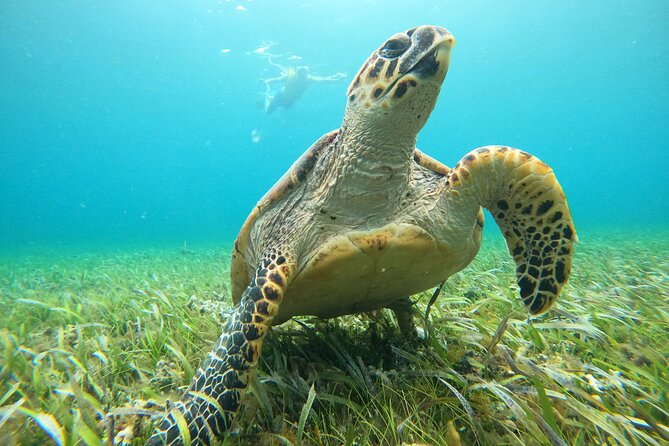 Cancun Fly and Swim Parasailing and Snorkeling Combo Tour - Timing, weather, and cancellation details