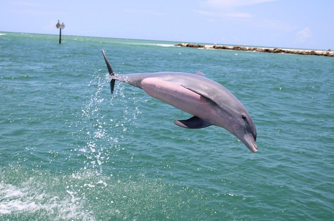 Experience Parasailing in Sarasota - Who will enjoy this Sarasota flight most