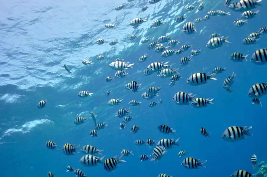 Hurghada: Glass Boat & Snorkeling with Optional Parasailing - Parasailing Up to 40 Meters