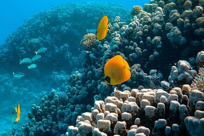 Maafushi Parasailing Experience - Price and value for a brief flight