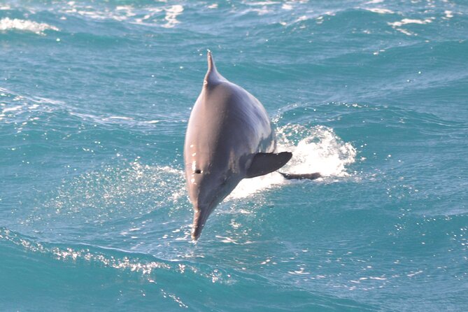 Private Speedboat To Dolphin House With Parasailing - Hurghada - Parasailing above the Red Sea