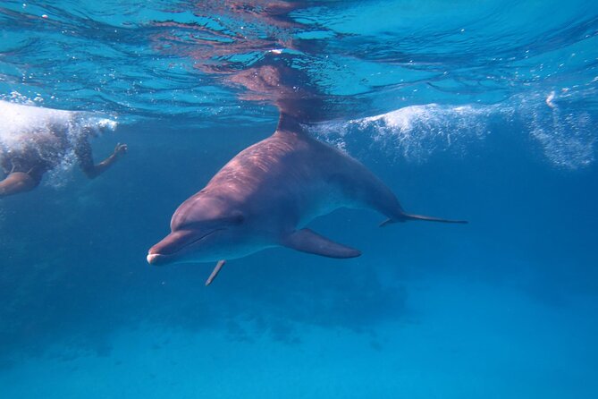 Private Speedboat To Dolphin House With Parasailing - Hurghada - Snacks, drinks, and the value of the $80 price