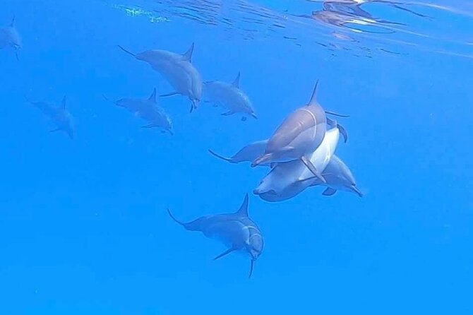 Private Speedboat To Dolphin House With Parasailing - Hurghada - Crew service and the upgrade possibility