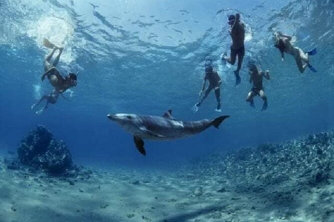Private Speedboat To Dolphin House With Parasailing - Hurghada - Timing, pickup areas, and small practical points