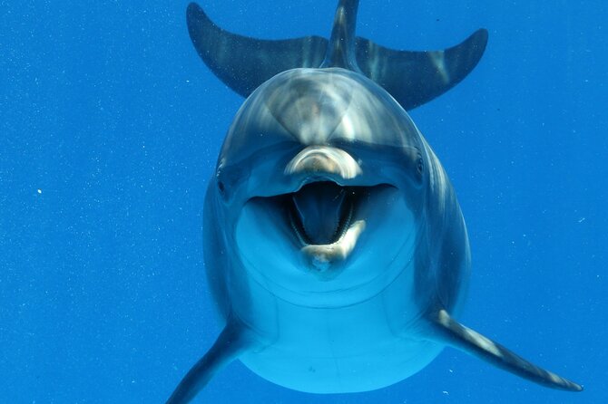 Private Speedboat To Dolphin House With Parasailing - Hurghada - Reaching Dolphin House by speedboat