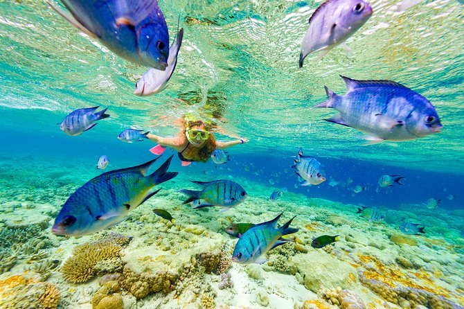 Punta Cana Parasailing & Snorkeling Cruise Experience - Key points to know before booking