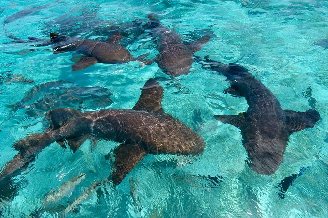 Sharks & Stingrays Snorkeling in Punta Cana with Parasailing - Snorkeling with tropical fish first
